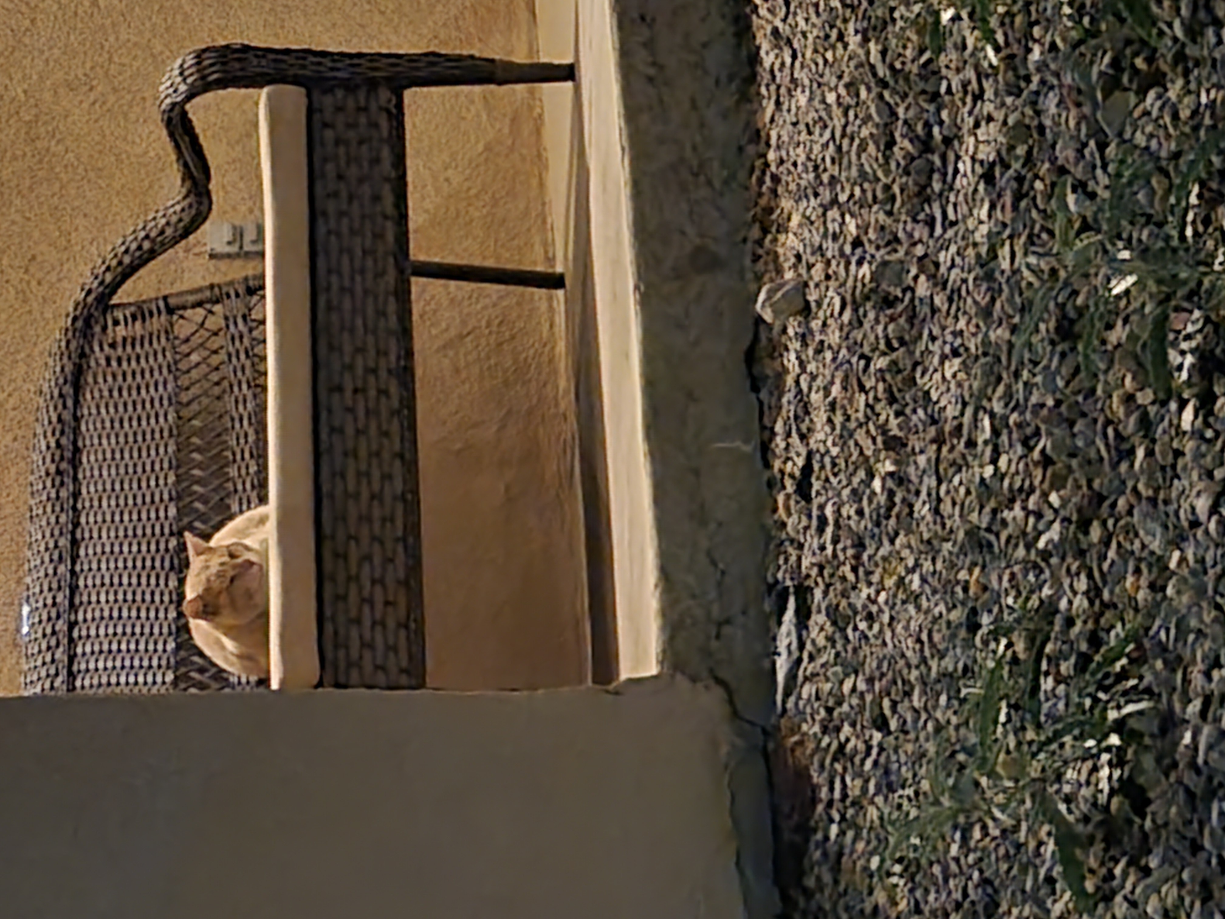 Cat with open eyes lays on bench.